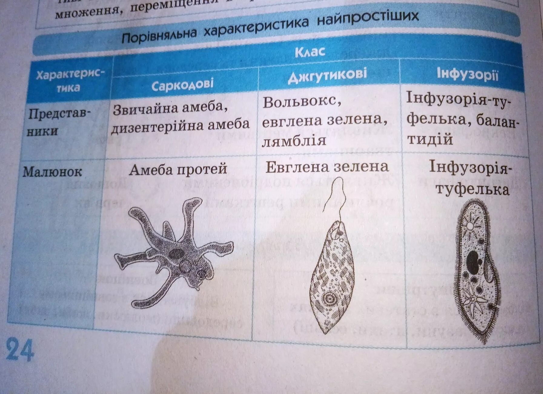 Различие простейших. Сравнительная характеристика простейших. Простейшие таблица. Сравнение простейших таблица. Характеристика простейших таблица.