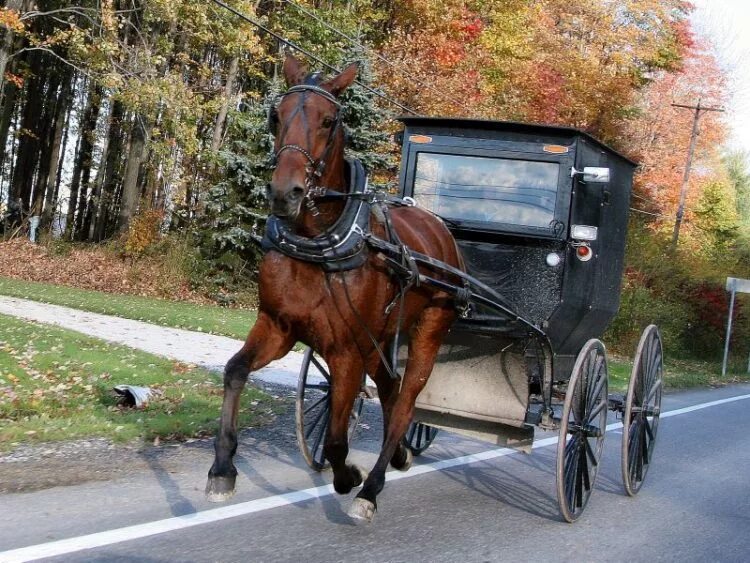 лошадь запряженная в повозку. конь с повозкой. повозка с лошадью. гужевой транспорт лошади. лошадь какой транспорт.