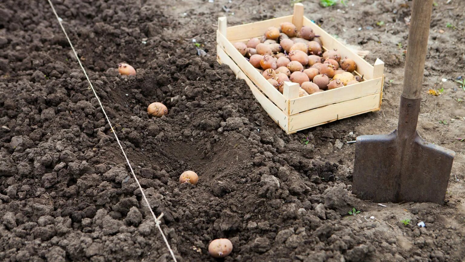 В какие дни можно сажать картошку. Посадка картофеля. Посев картошки. Посадка картошки. Сажание картошки.