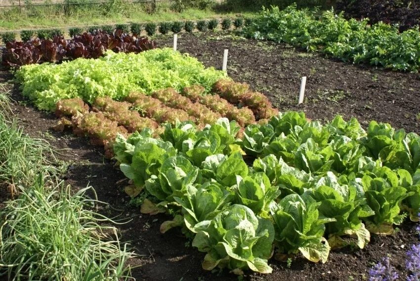 Совместные грядки. Французский огород мангольд. Смешанные овощные грядки. Совместные грядки. Красивые грядки с зеленью.