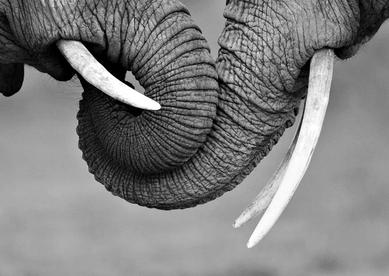 Фото слонов. Черный слон. Бивни слона. Черный слоник