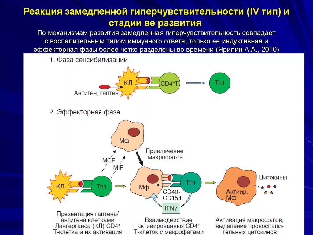 Клетки участвующие в иммунном ответе. Реакция гиперчувствительности замедленного типа схема. Механизмы развития реакции гиперчувствительности схема. Реакция иммунной системы гиперчувствительности типа 4. Механизм возникновения реакции ГЗТ.