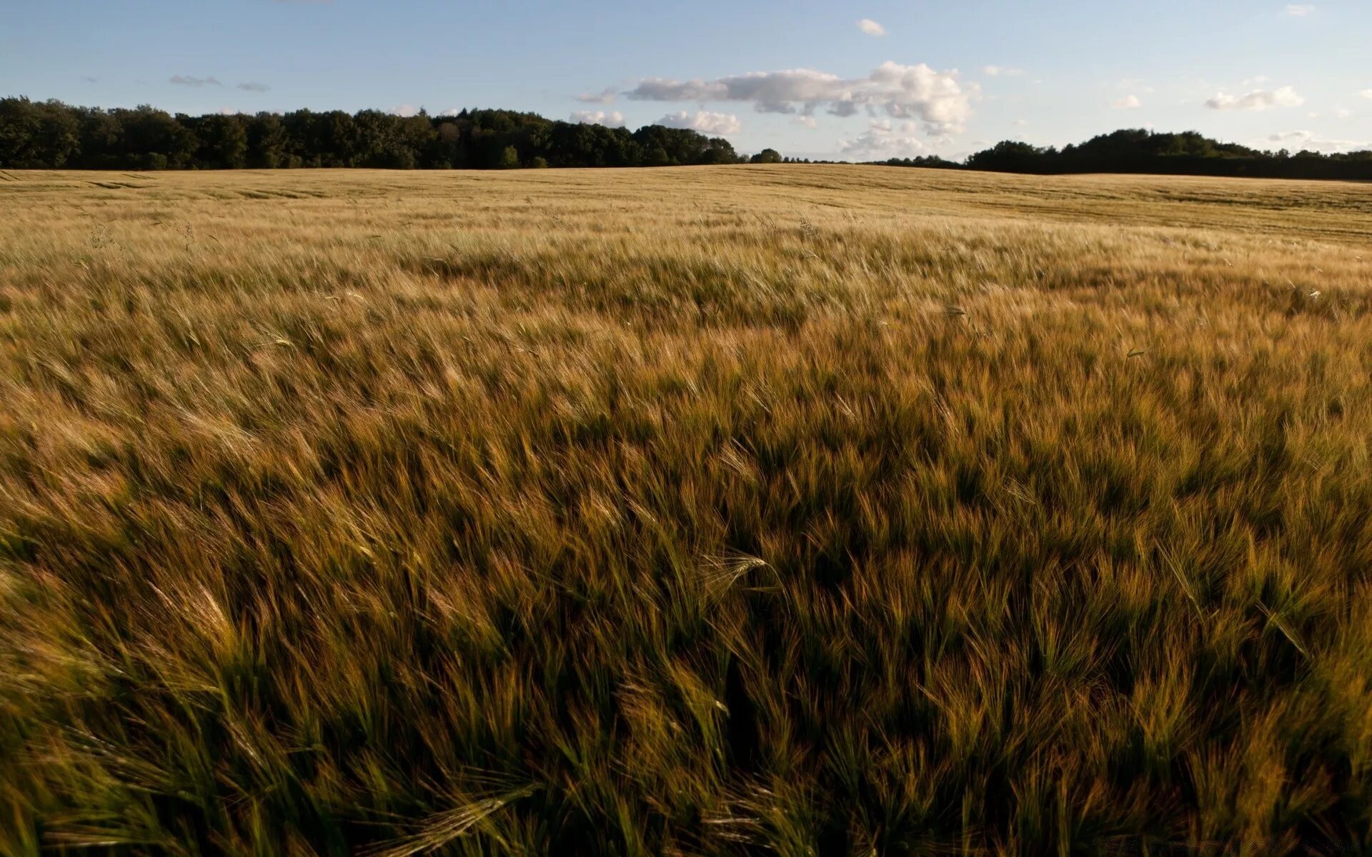 Агроценоз поля. Пшеничное поле. Поле фото. Колосистое поле. В поле.