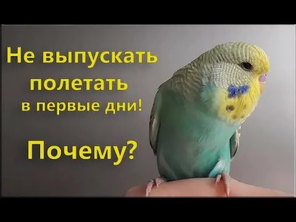 Адаптация волнистого попугая. Адаптация волнистого попугая дома после покупки. Адаптация волнистого попугая после покупки. Отдам попугая. Адаптация попугая.