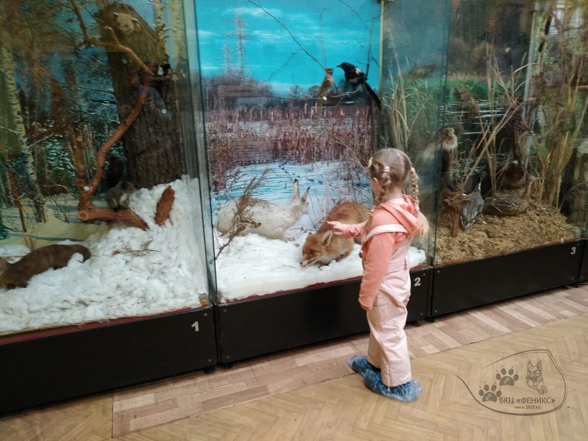 музей балашихи балашихинский краеведческий. музеи балашихи. музеи балашихи. музеи балашихи. краеведческий музей лодейное поле.