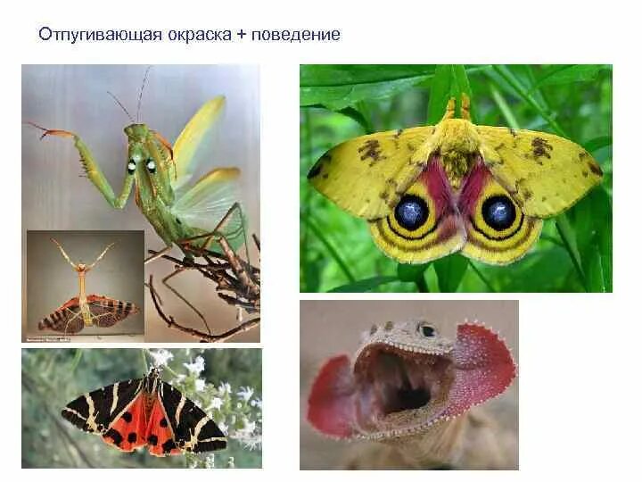 Мимикрия и предупреждающая окраска. Мимикрия покровительственная окраска предупреждающая окраска. адаптация насекомых. адаптации организмов в природе. адаптация окраска.