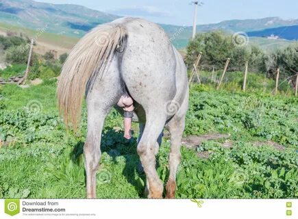 Caballo Blanco, Emocionado, Con El Pene Erguido Imagen de archivo.