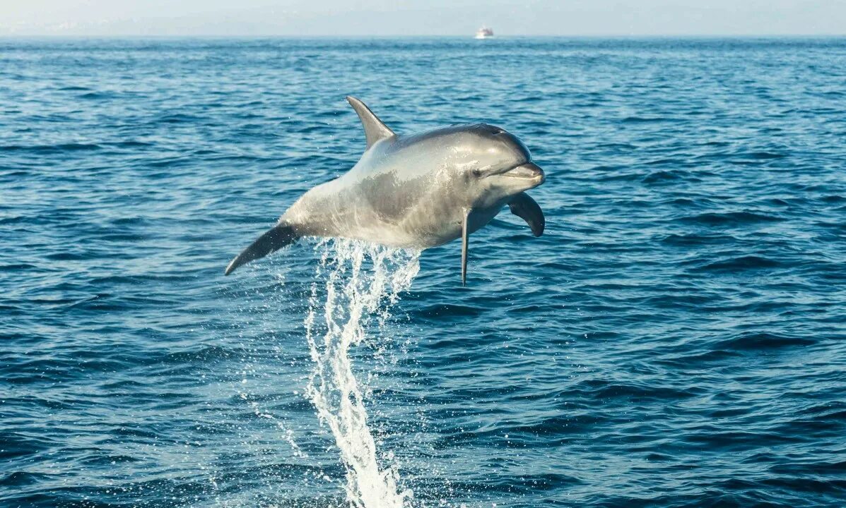 Дельфины выпрыгивают из воды. Дельфин выпрыгивает из воды. Дельфины в прыжке. Скорость дельфина в воде