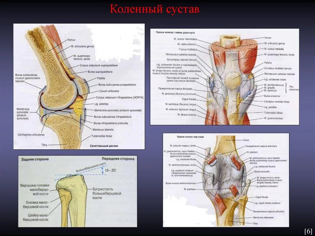 Строение колена у человека