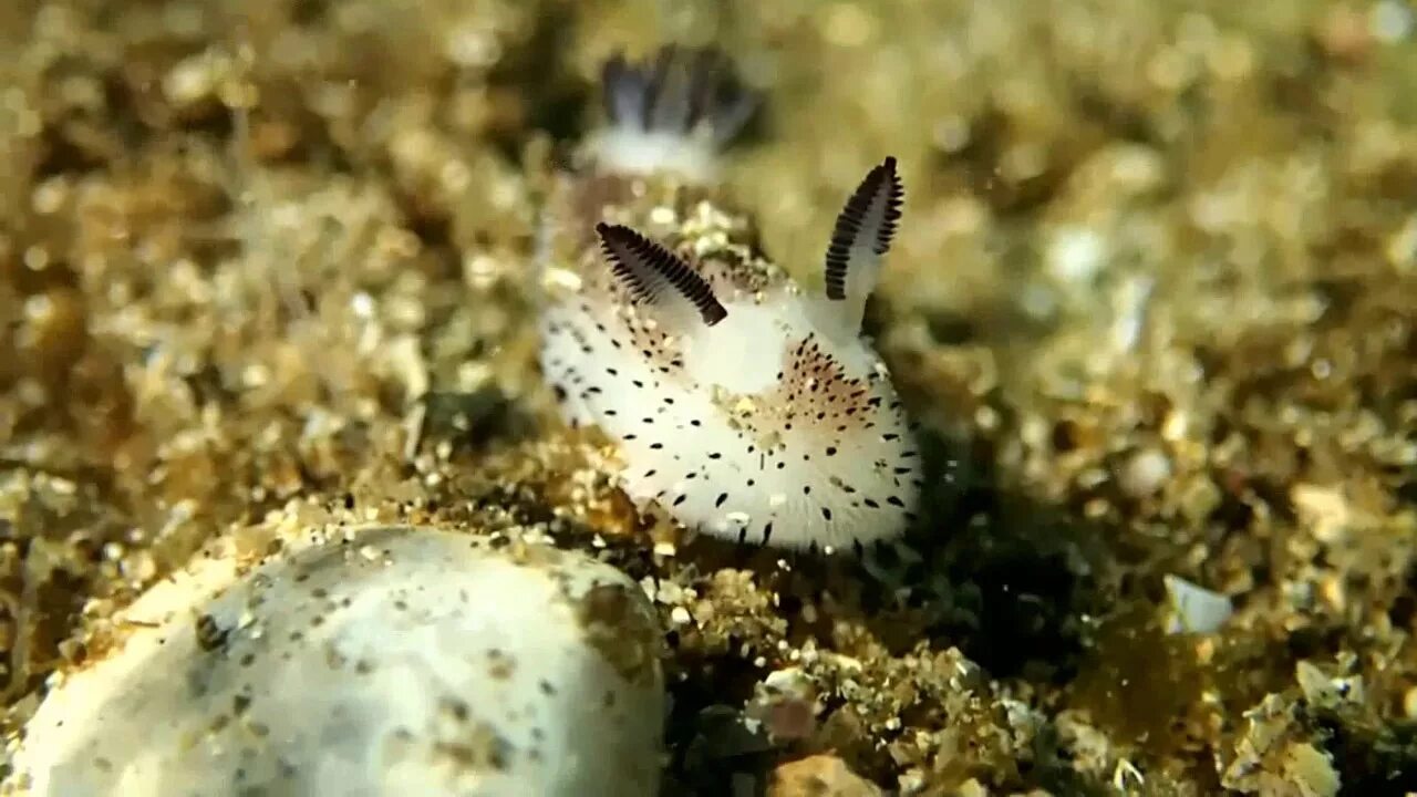 Sea Bunnies are a thing, shame on us for not talking about them more often. : in