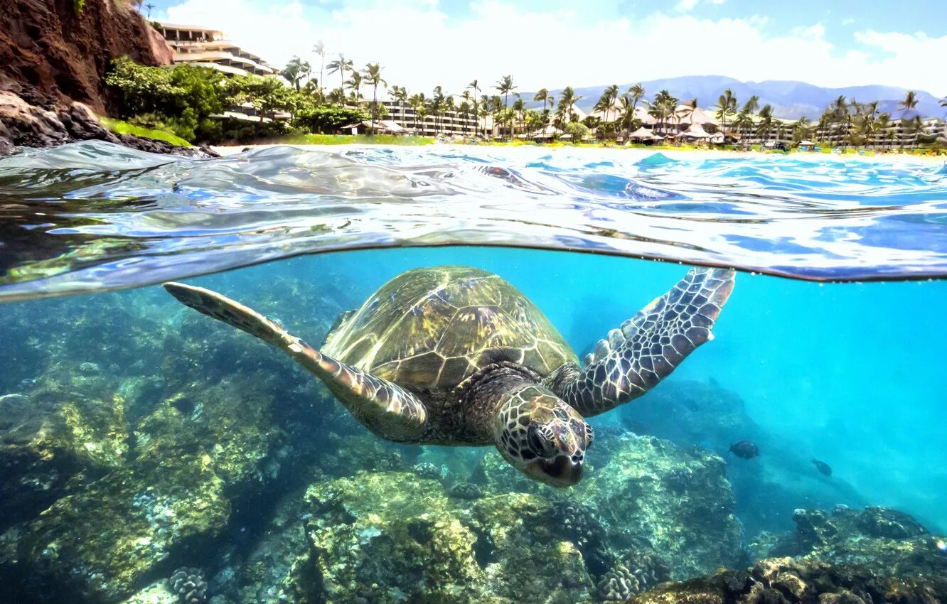 Занзибар Черепаший остров. Черепаший остров Фиджи. Симиланские острова черепахи. Занзибар черепахи.