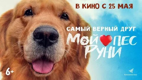 Мой пес