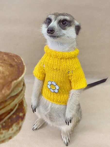 #animal #meerkat Hair care tips, Long hair styles, Hair looks