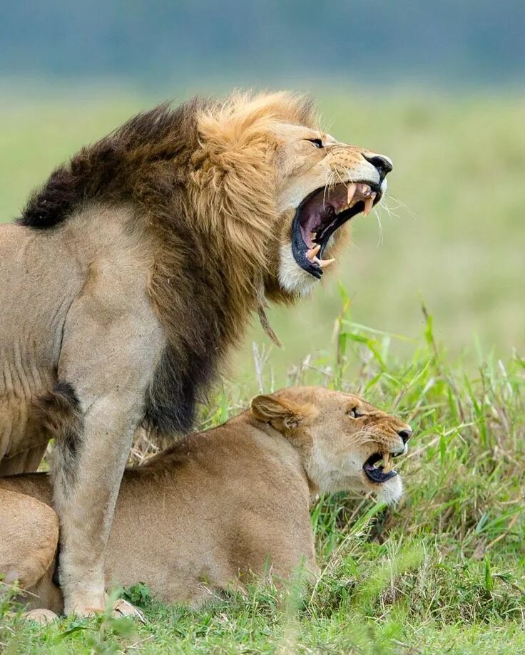 Loving lions