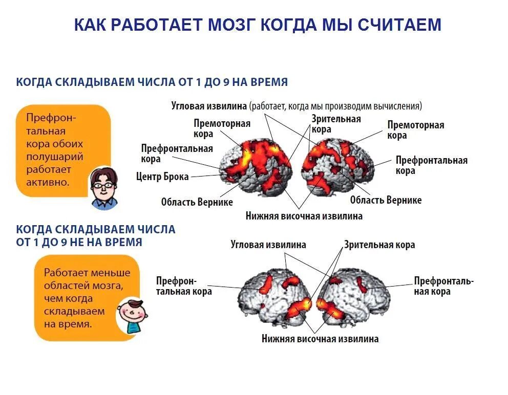 Основы работы мозга