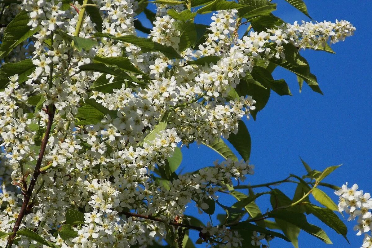 белой белой черемухи цвет слушать. белой белой черемухи цвет слушать. белая черемуха олег пахомов. белой белой черемухи цвет слушать. белой белой черемухи цвет слушать.