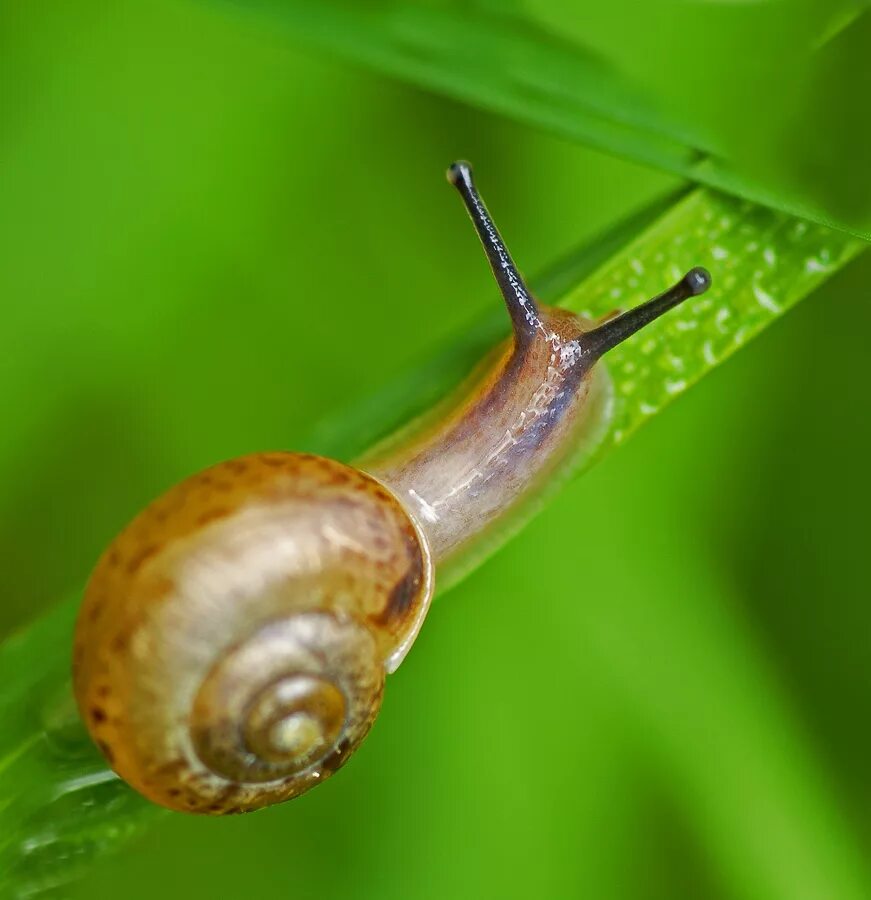 Брюхоногие моллюски. Брюхоногая улитка. Брюхоногие моллюски // Gastropoda древние. Павлик Равлик улитка. Улитка род