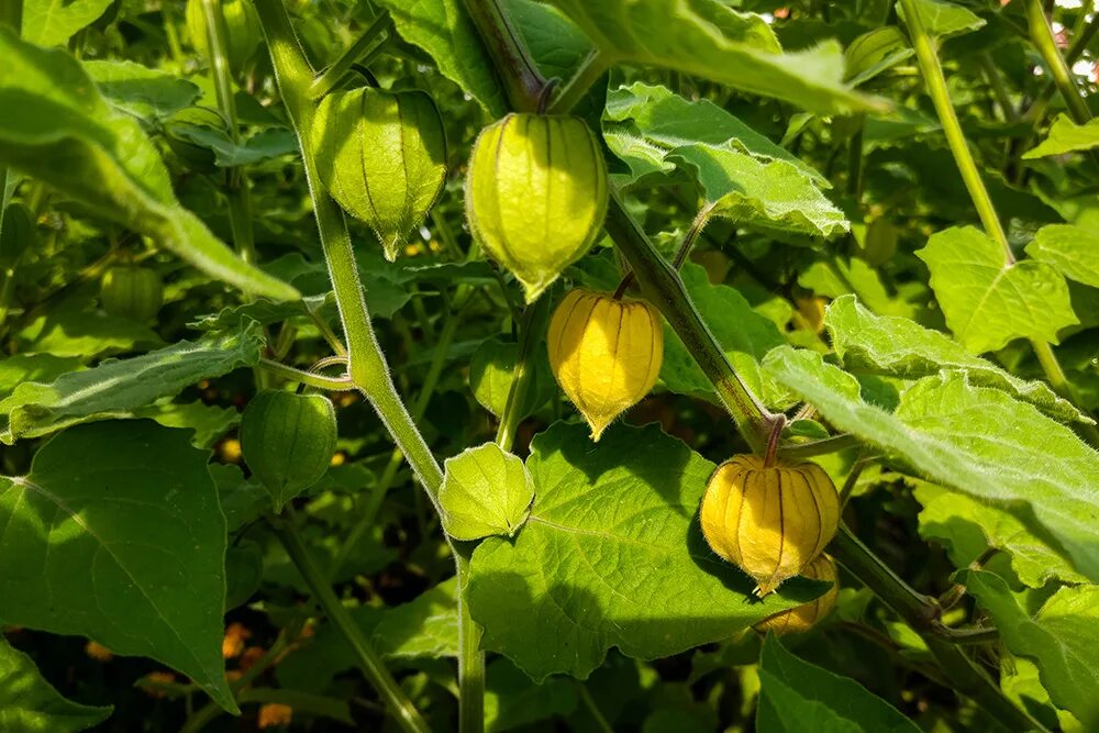 Физалис Земляничный. Физалис куст. Физалис овощной. Физалис перуанский.