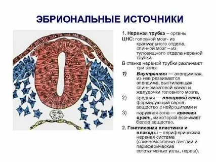 Нервная трубка
