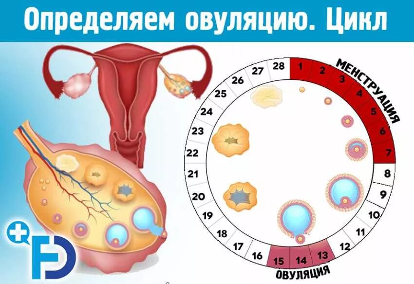 Бывают ли месячные месяц