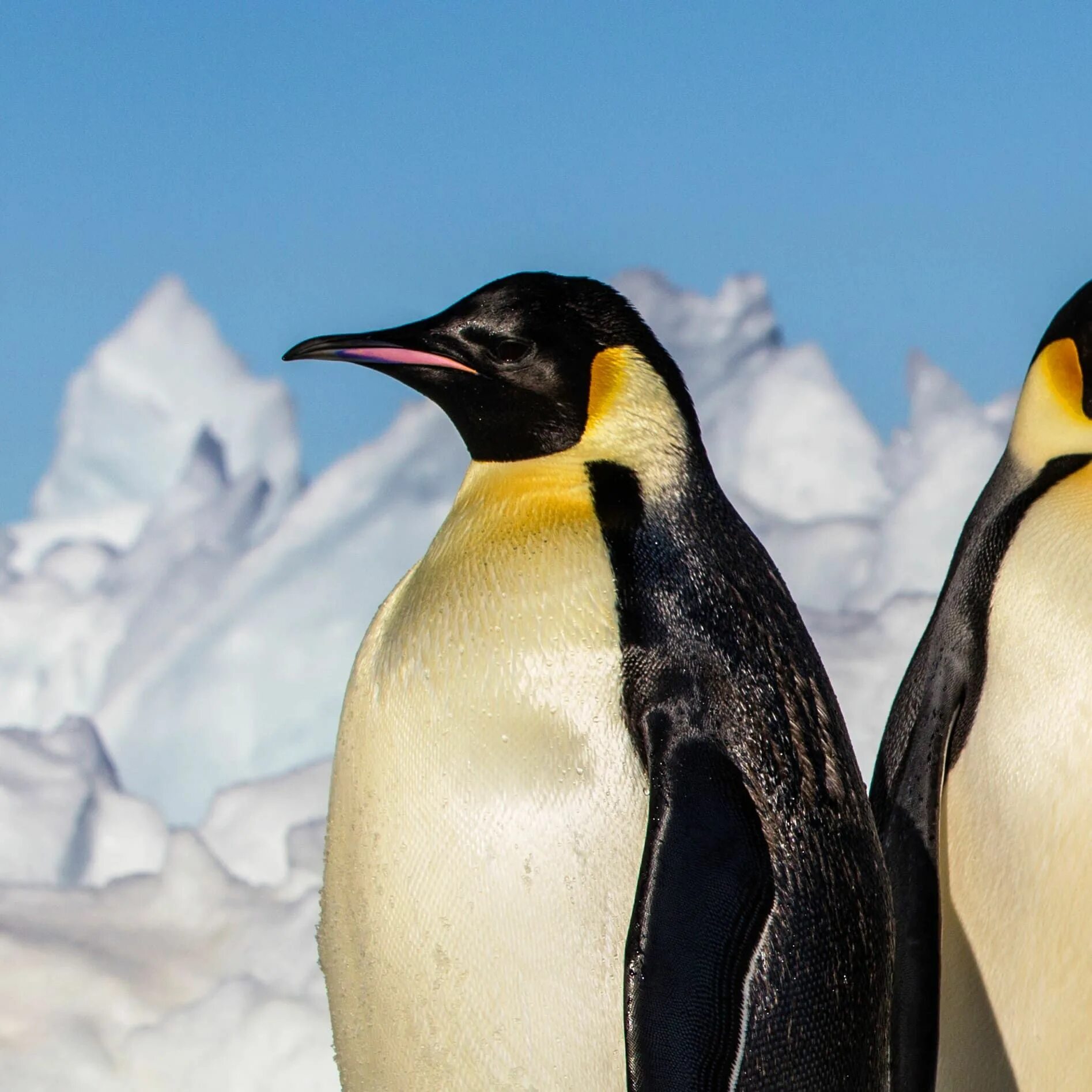 Emperor penguin. Императорский Пингвин в Антарктиде. Императорский Пингвин Aptenodytes forsteri. Пингвин Aptenodytes Demersa. Пингвины Королевские Императорские.