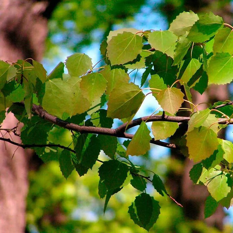 Осина. Осина описание. Осина это растение или нет. Осина паспорт дерева. Осина ствол и листья.