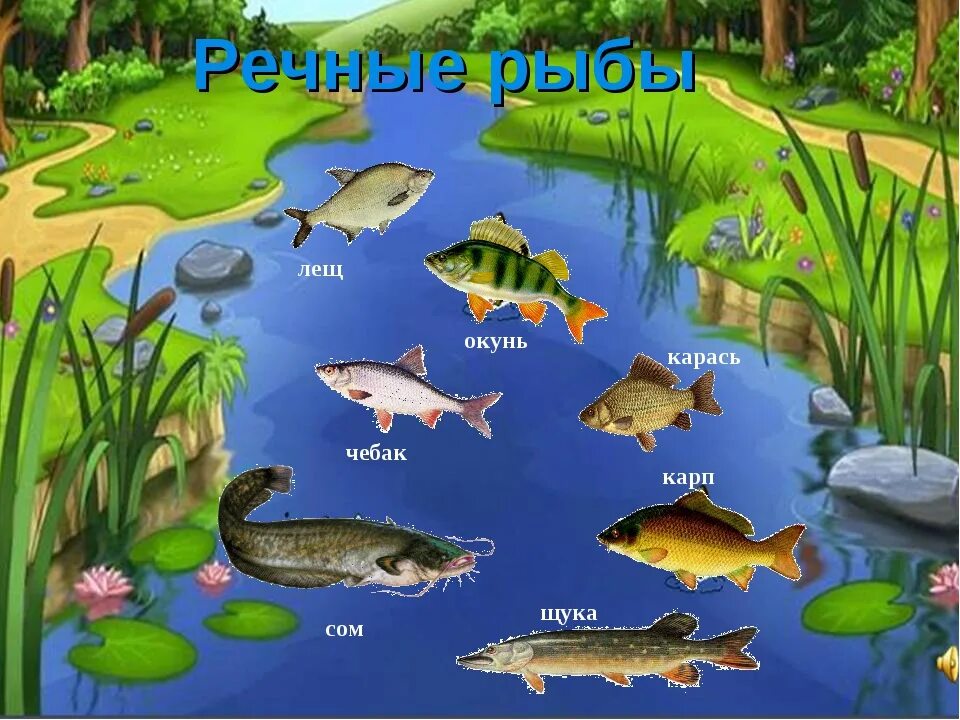 Речные обитатели. Кто живёт у реки?. Обитатели водоемов для дошкольников. Кто обитает в реке. Рыбы обитающие в озерах.