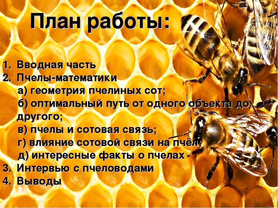 Текст про пчел. Факты о пчелах. Интересные факты о пчелах. Интересные факты о меде и пчелах. Факты о пчеловодстве.