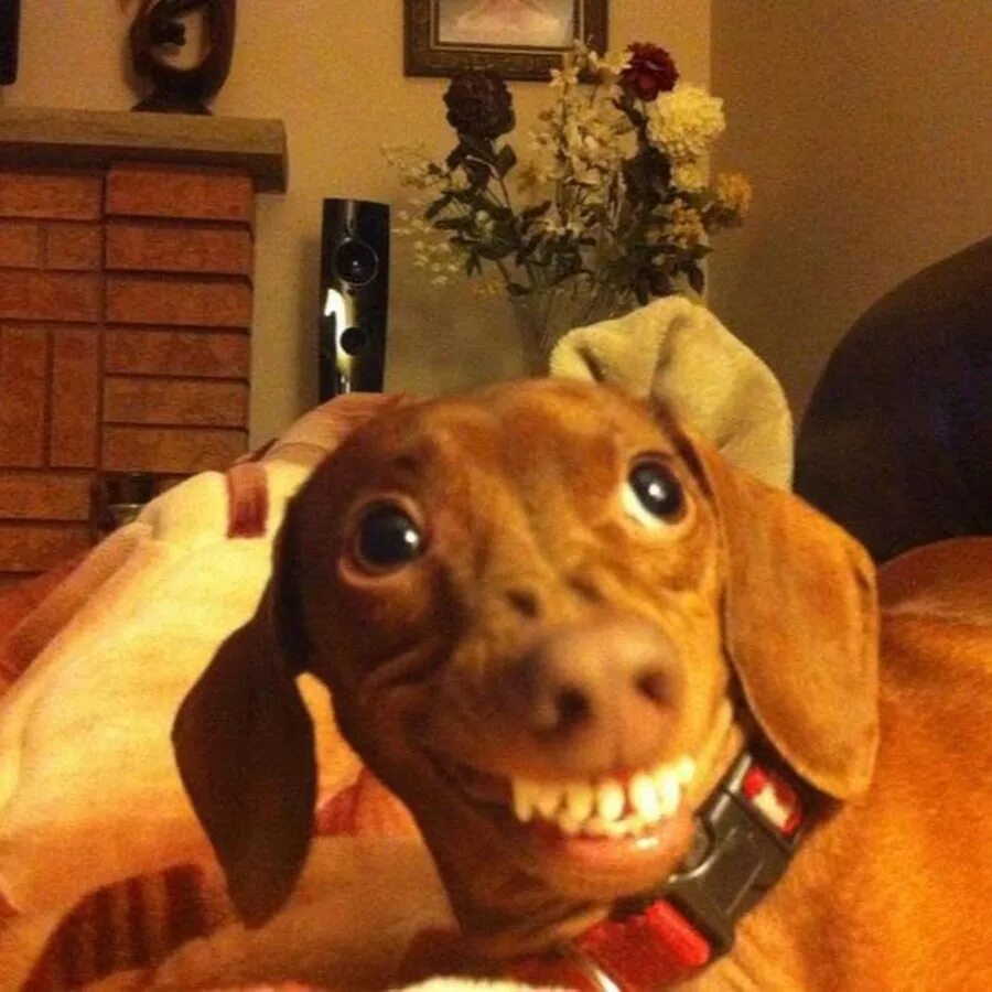 S7rrY Derp Dog Derp dogs, Cute dogs, Funny dog pictures