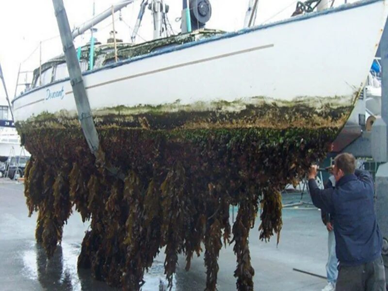 Водоросли запутались в. Обрастание морских судов водорослями. Обрастание корпуса судна. Обрастание днища судна. Обрастание корпуса корабля.