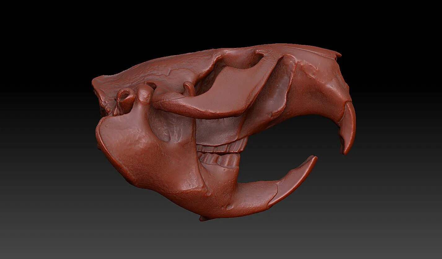 Бобр череп. Обыкновенный бобр скелет. череп 3д модель. 3d модель бобра.