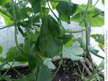 Посадка огурцов кураж
