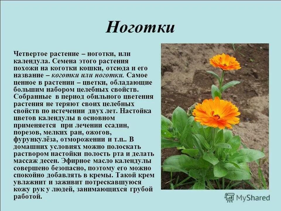 Происхождение названий растений
