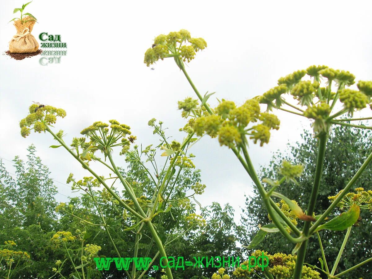 Как выглядит трава любисток фото где растет LOVAGE SEEDS (Levisticum officinale, Sea Parsley, Love Parsley) (Umbelliferae) H