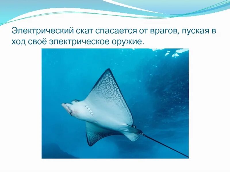 Найти слова скат. Электрический Скат. Скат доклад. Скаты презентация. Сообщение о электрическом скате.