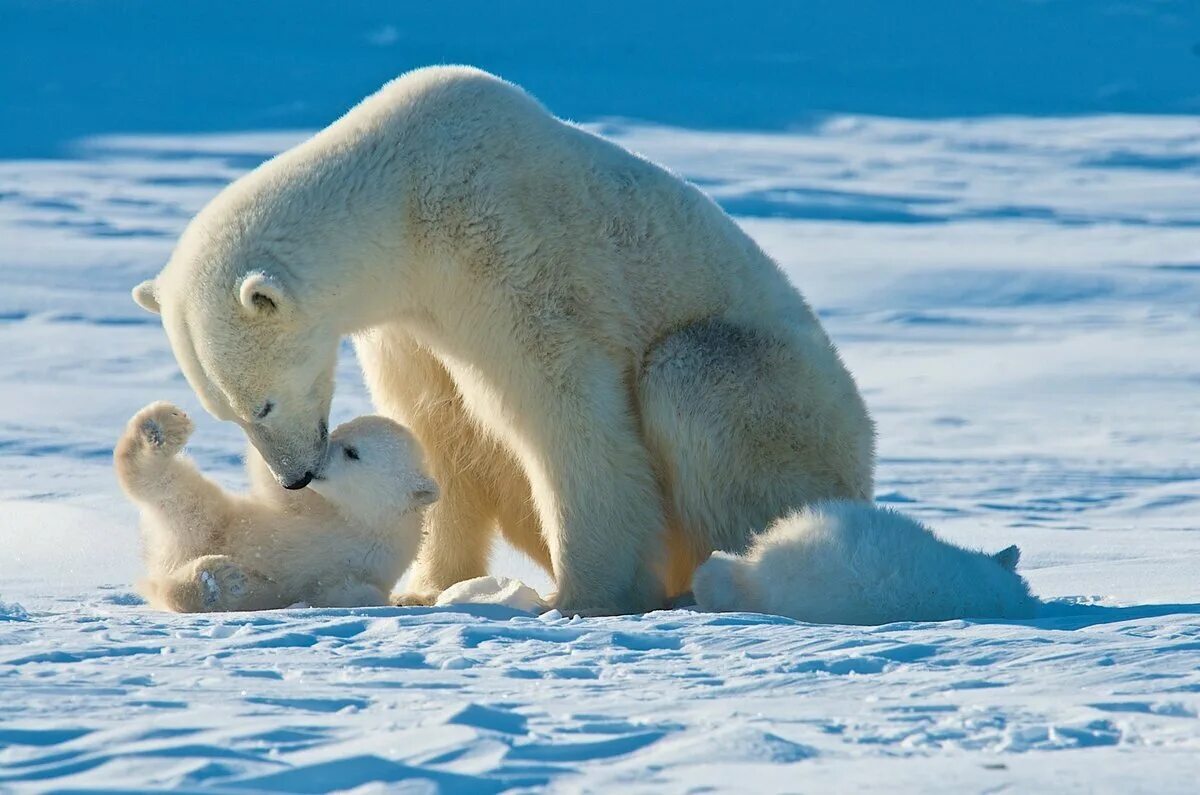 Медведи живут в арктике. Животные арктических пустынь белый медведь. Полар Беар. Белые медведи в Арктике. Белый медведь и Полярный медведь.