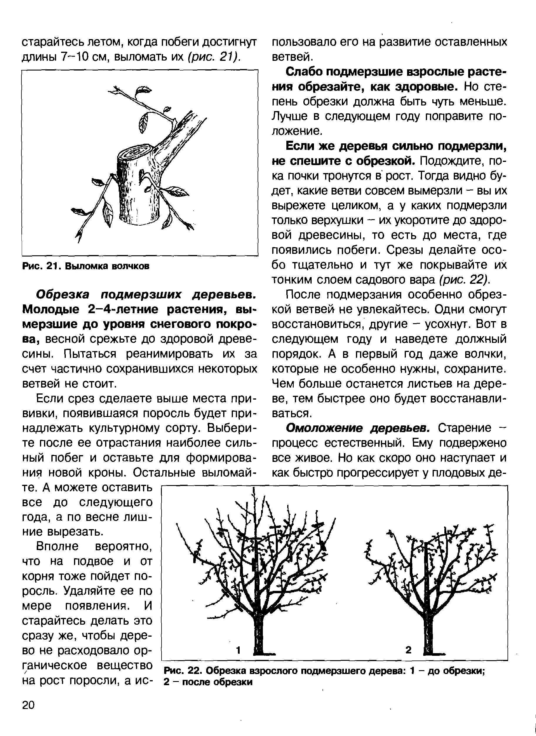 Сирень обрезка и формирование. Формировка кроны сирени. куст сирени обрезка. обрезка форзиции весной схема. обрезка сирени весной формирование.