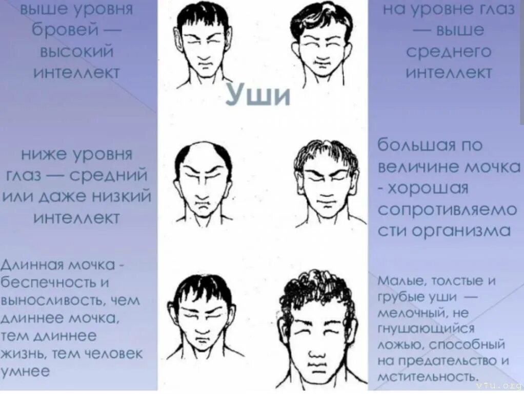 Уши выше глаз. Физиогномика. Уши низко расположенные физиогномика. Уши на уровне глаз. Уши ниже уровня бровей.