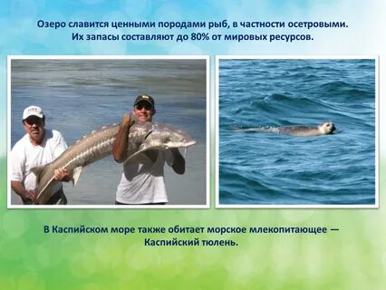 Каспийское море естественное искусственное или пресное