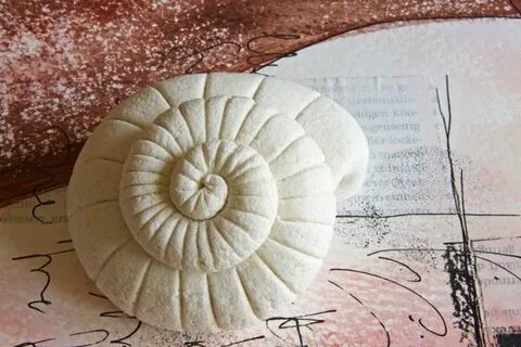 Тест ракушки