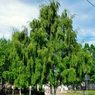 Береза повислая цветок