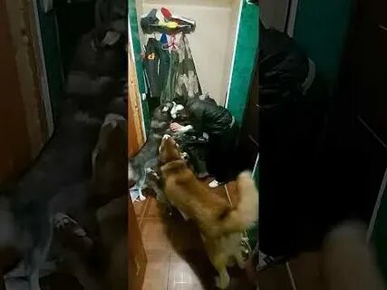 Встречают хозяйку
