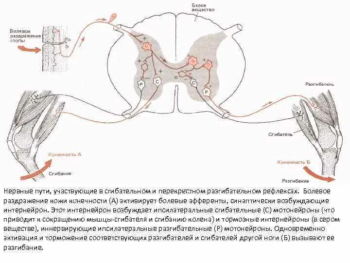 Перекрестный разгибательный рефлекс схема. Шагательный рефлекс схема. Сгибательный рефлекс физиология. Шагательный рефлекс физиология. Дуга сгибательного рефлекса