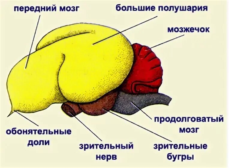 Строение головного мозга птиц. Названия отделов головного мозга птиц. Функции головного мозга у птиц. Передний мозг птиц. Продолговатый мозг у птиц