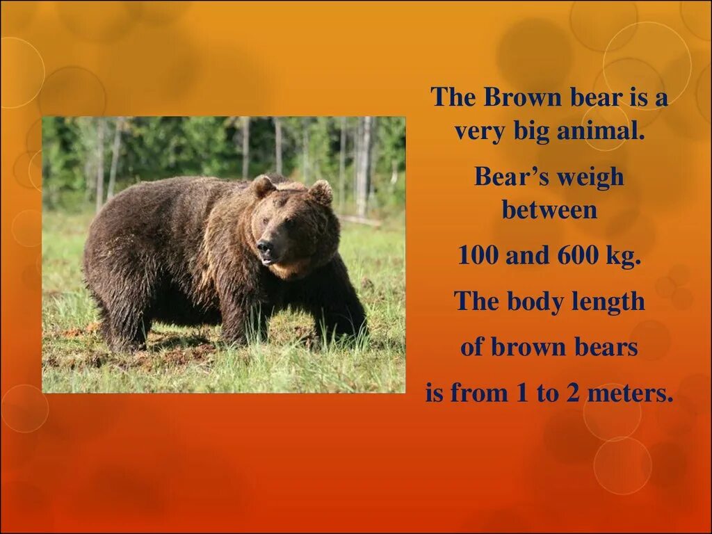 Бурый медведь на английском. Описание медведя. Бурый медведь описание. Бурый медведь по английскому.