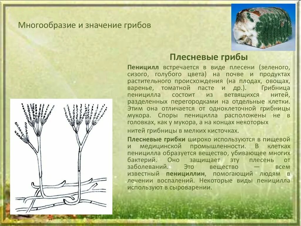 Какое значение гриба пеницилла в жизни человека. Плесневого гриба пеницилла. Многообразие плесневых грибов. Многообразие и значение грибов. Значение плесневых грибов в природе.