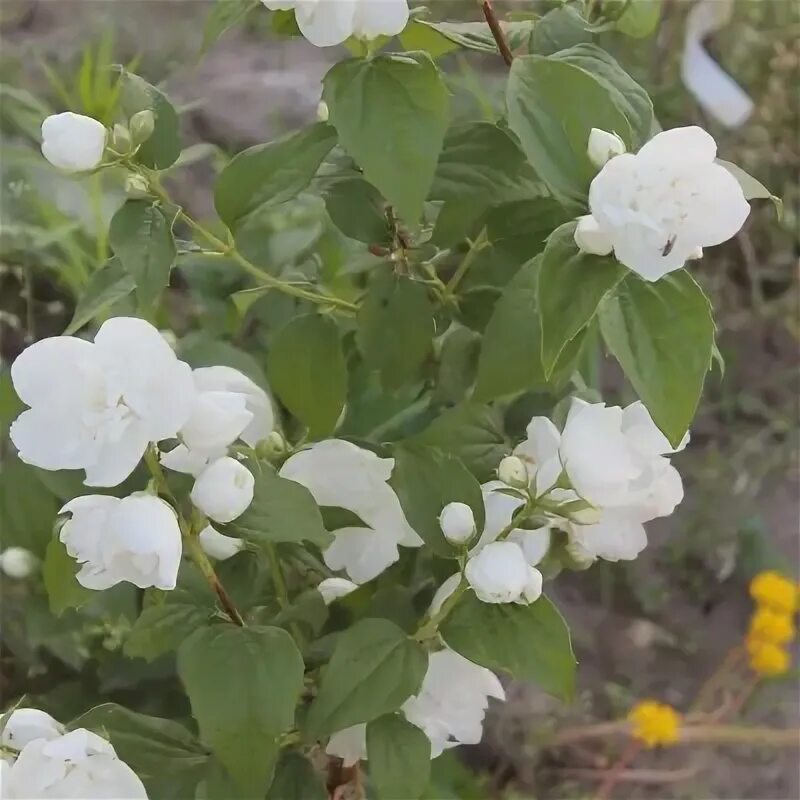 Чубушник алебастр. Чубушник алебастр. Чубушник alabaster (limestone). Чубушник гибридный "albatre" ("альбатре"). Чубушник alabaster (limestone).