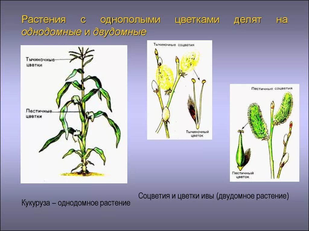 Обоеполые однодомные двудомные. Однодомные и двудомные растения схема. Однодомные и двудомные цветки. Кукуруза однодомное растение. Двудомные растения это в биологии 6 класс.