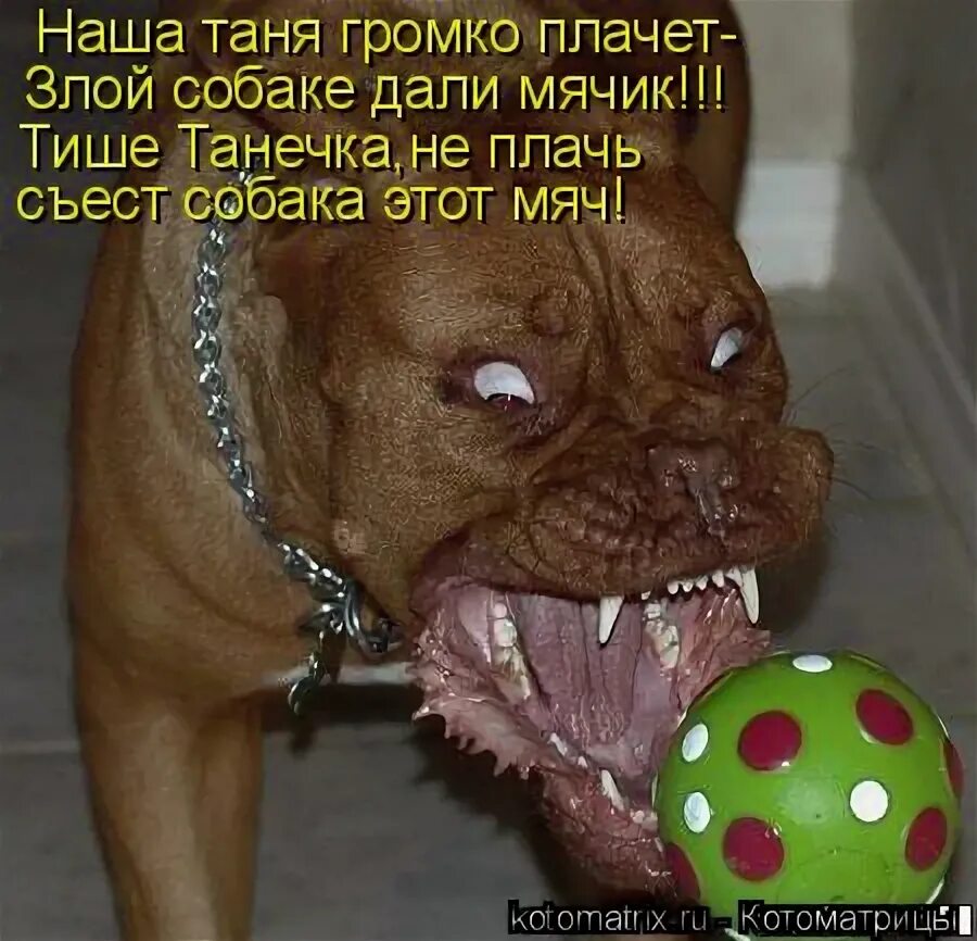 Собака какает. Собака проглотила игрушку. Собака съела жевательную резинку. Наша таня громко плачет. Собачка с жевательной резинки.