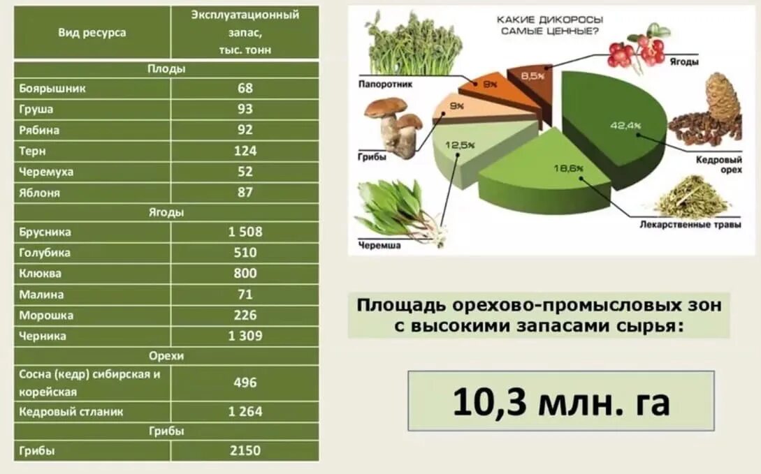 Пищевые ресурсы леса. Запасы лесных ресурсов России. Недревесных лесных ресурсов. Лесные ресурсы России таблица.